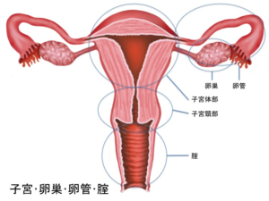 子宮卵巣卵管腟